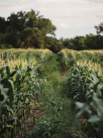 New Jersey Sweet Corn