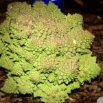 What is Romanesco