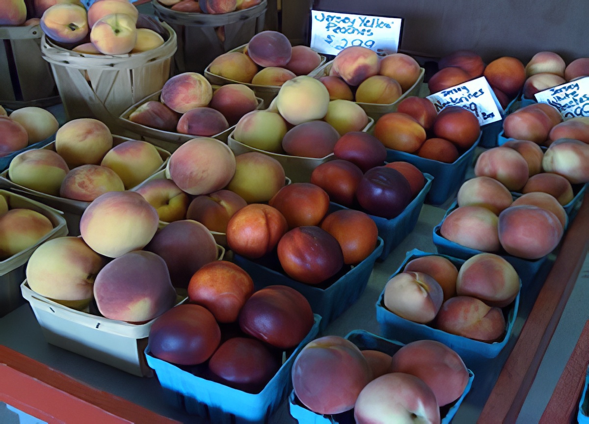 Fresh Jersey Peaches