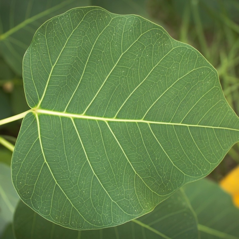 A fig leaf isolated