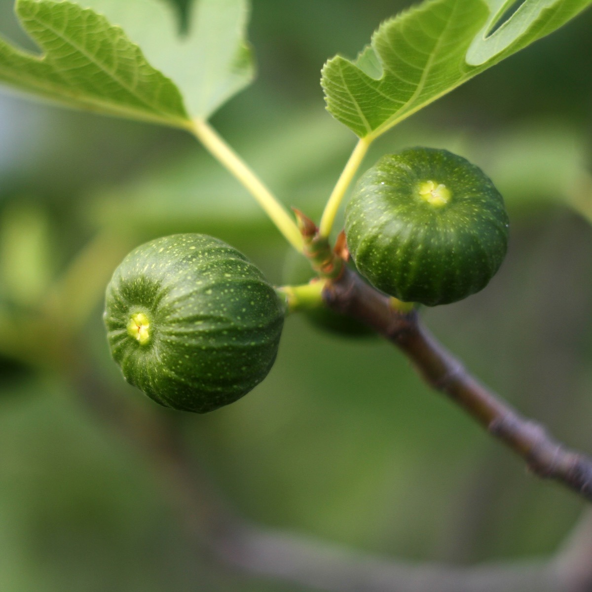 Figs on a Fig Branch