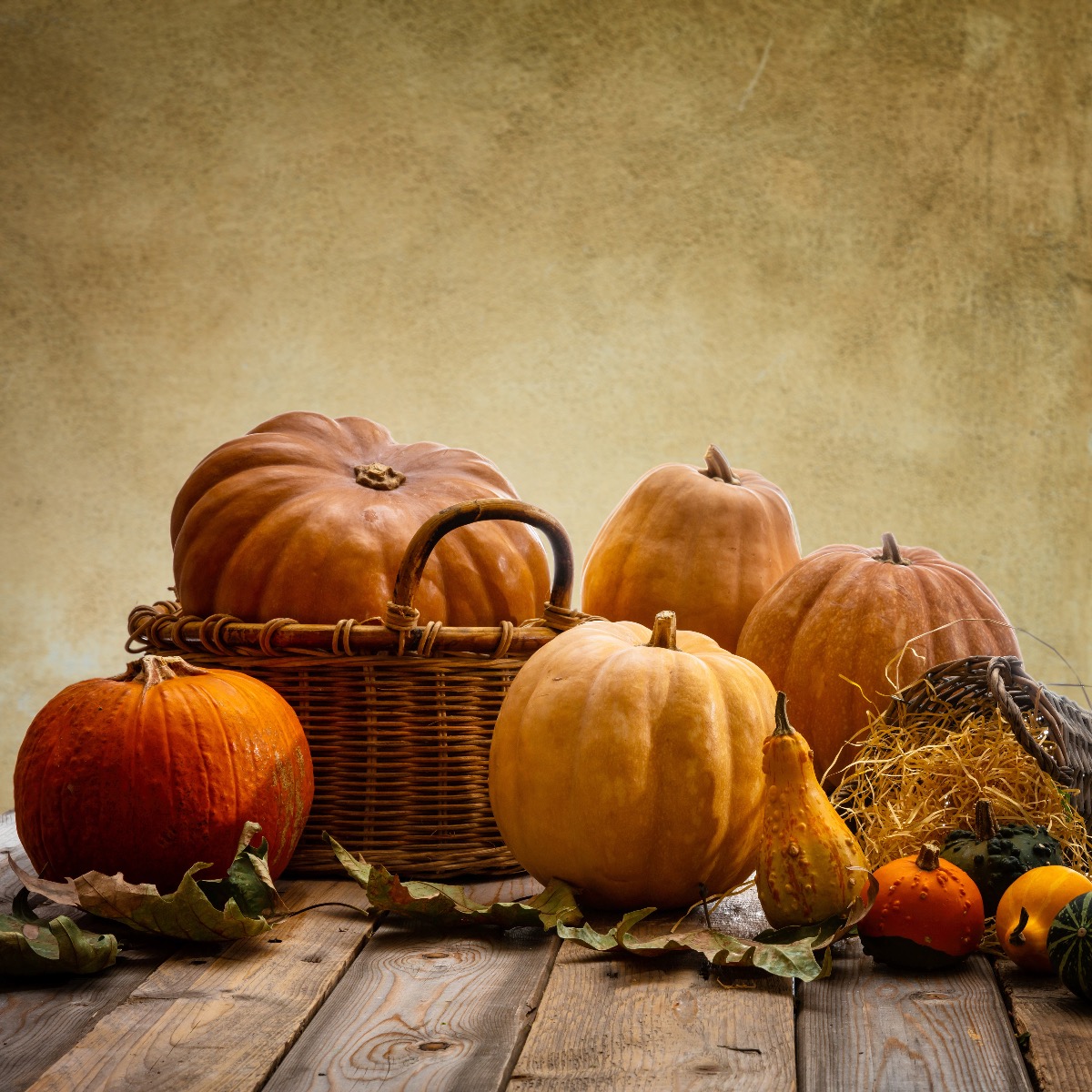 Thanksgiving Pumpkins