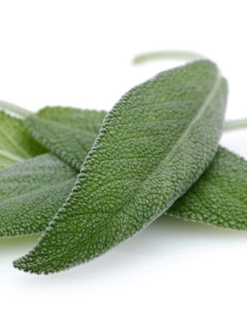 All About Sage and How to Cook with It