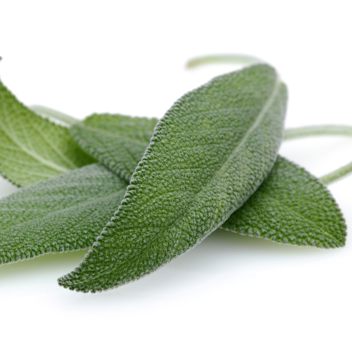 All About Sage and How to Cook with It