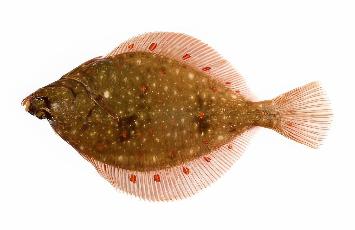 Fluke or Flounder