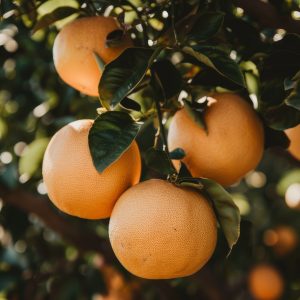 Florida Grapefruits