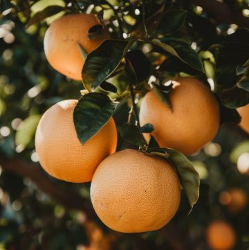 Florida Grapefruits