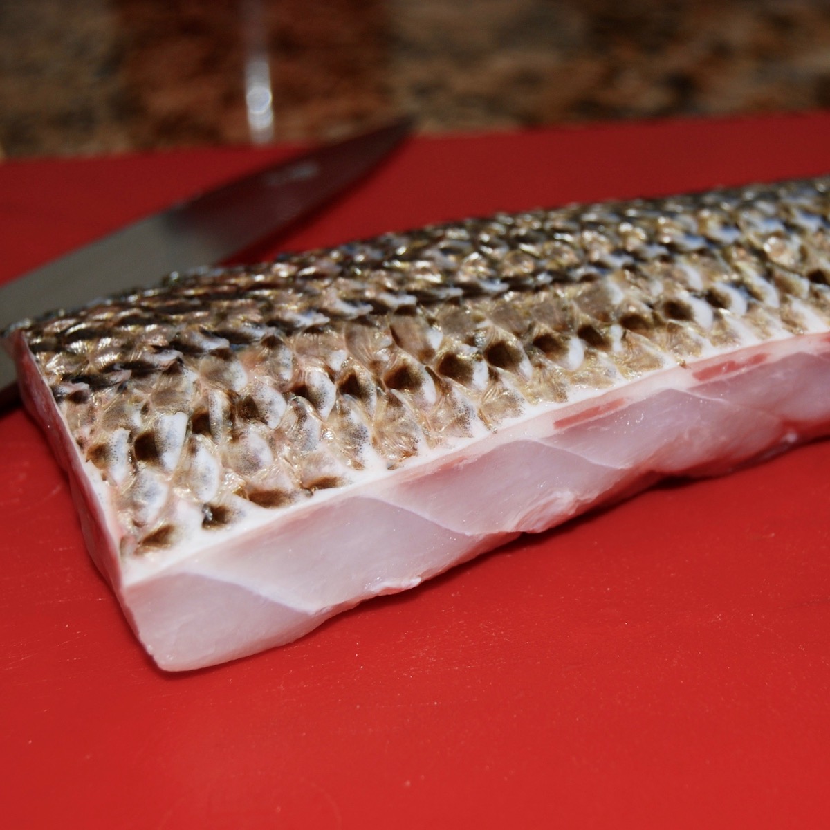 Striped Bass