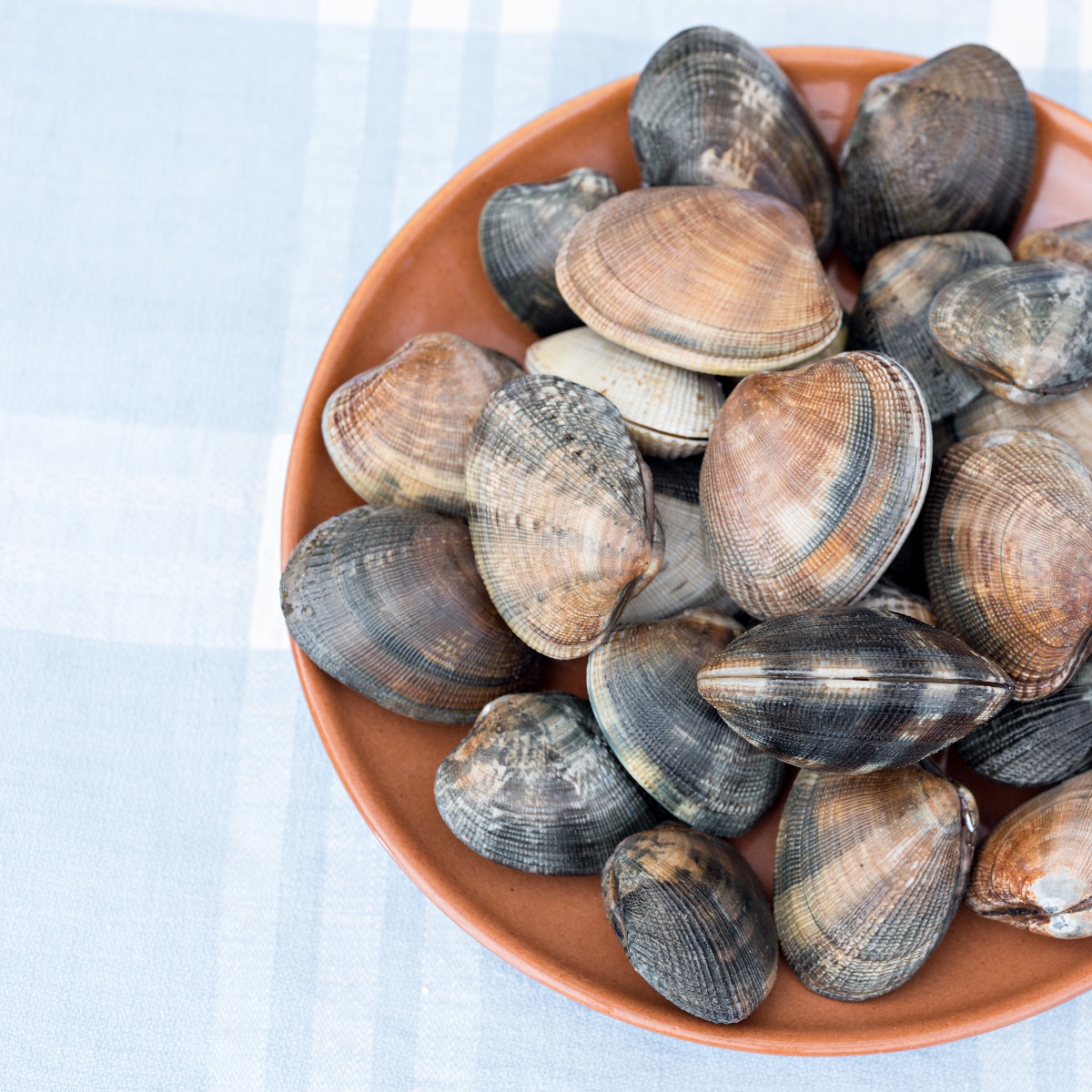 Clam Varieties