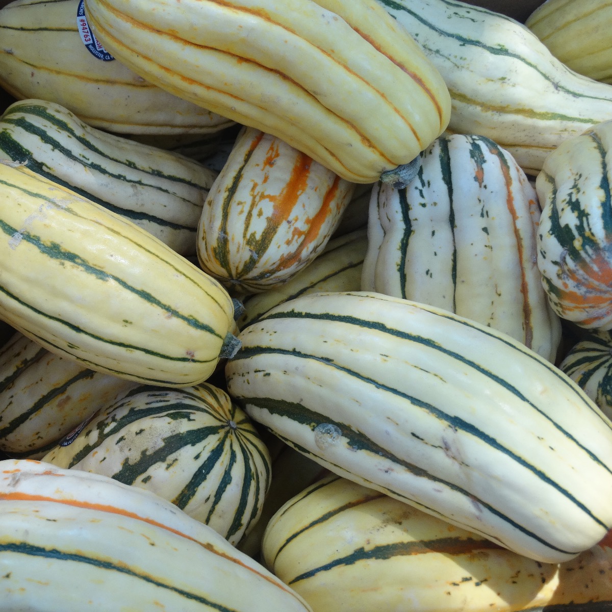 Delicata Squash