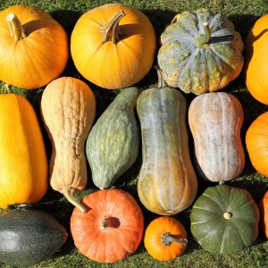 Fall Squash Varieties