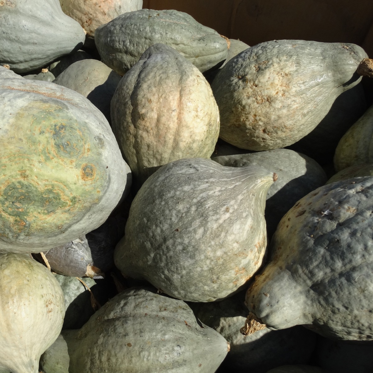 Hubbard Squash