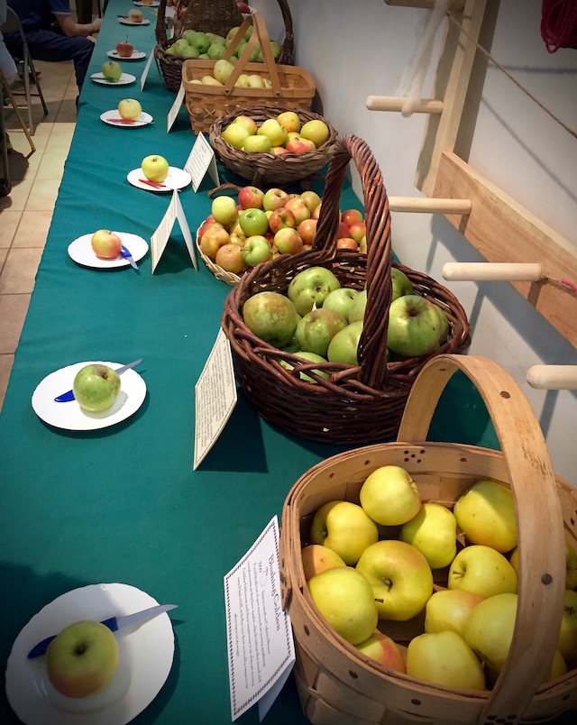 heirloom apples at harriton house