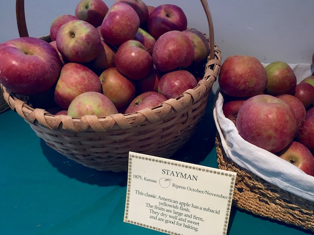 Heirloom apples at Historic Harriton House