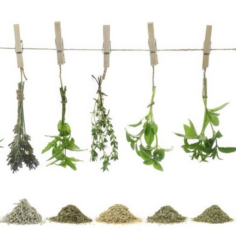 Fresh Herbs Hanging Above Dried Herbs Illustrating Conversion Ratios