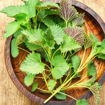 Stinging Nettle Recipe For the Brave of Mouth