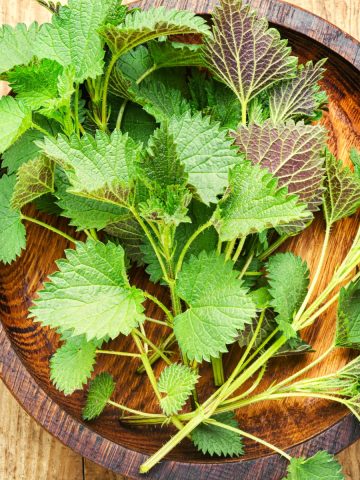 Stinging Nettle Recipe For the Brave of Mouth