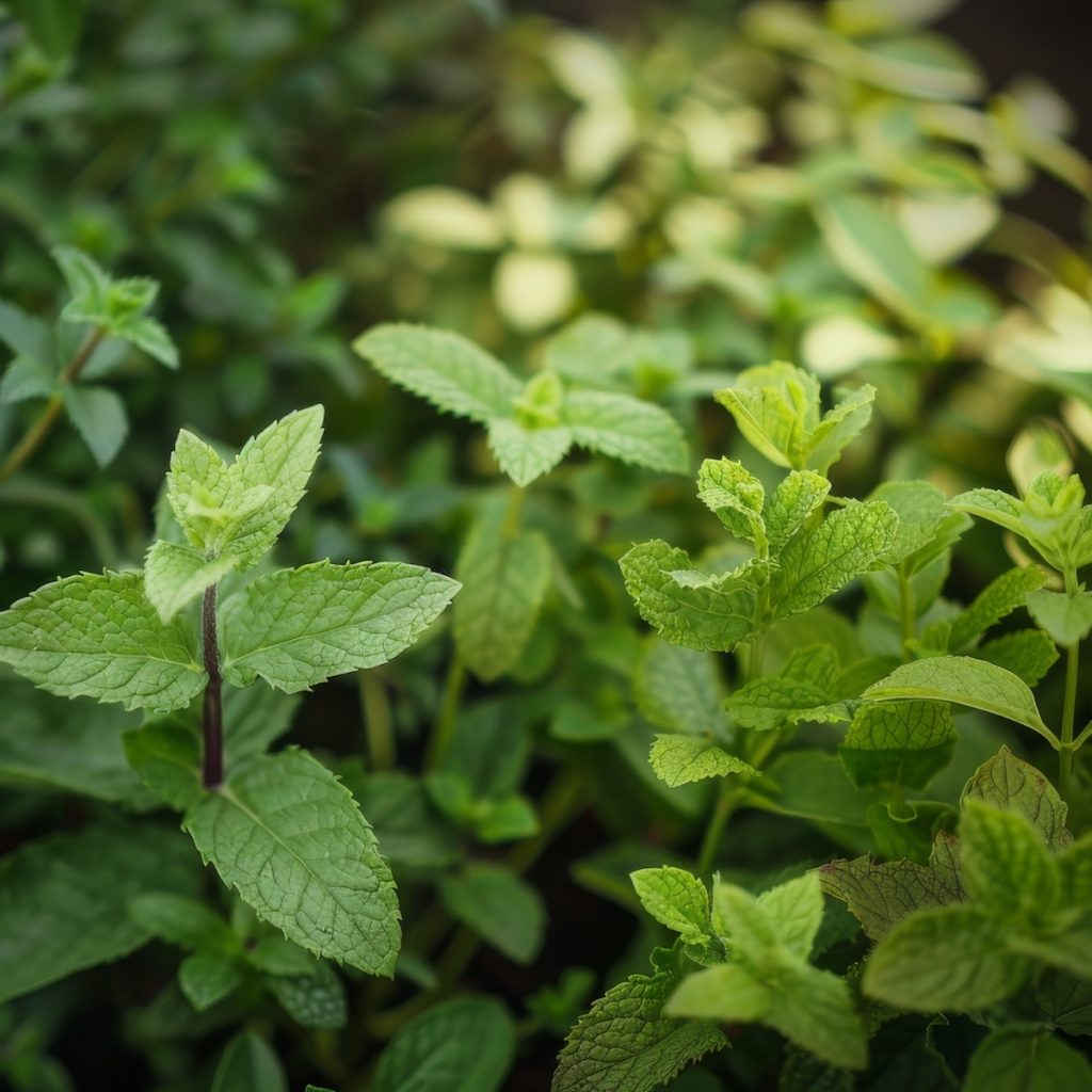 Spearmint or Peppermint