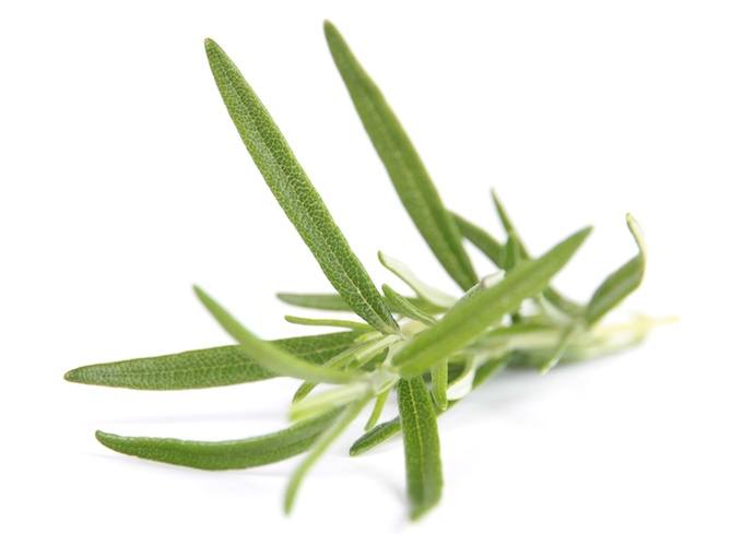 Fresh Tarragon