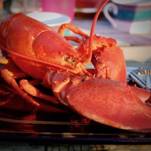 Lobster Recipes