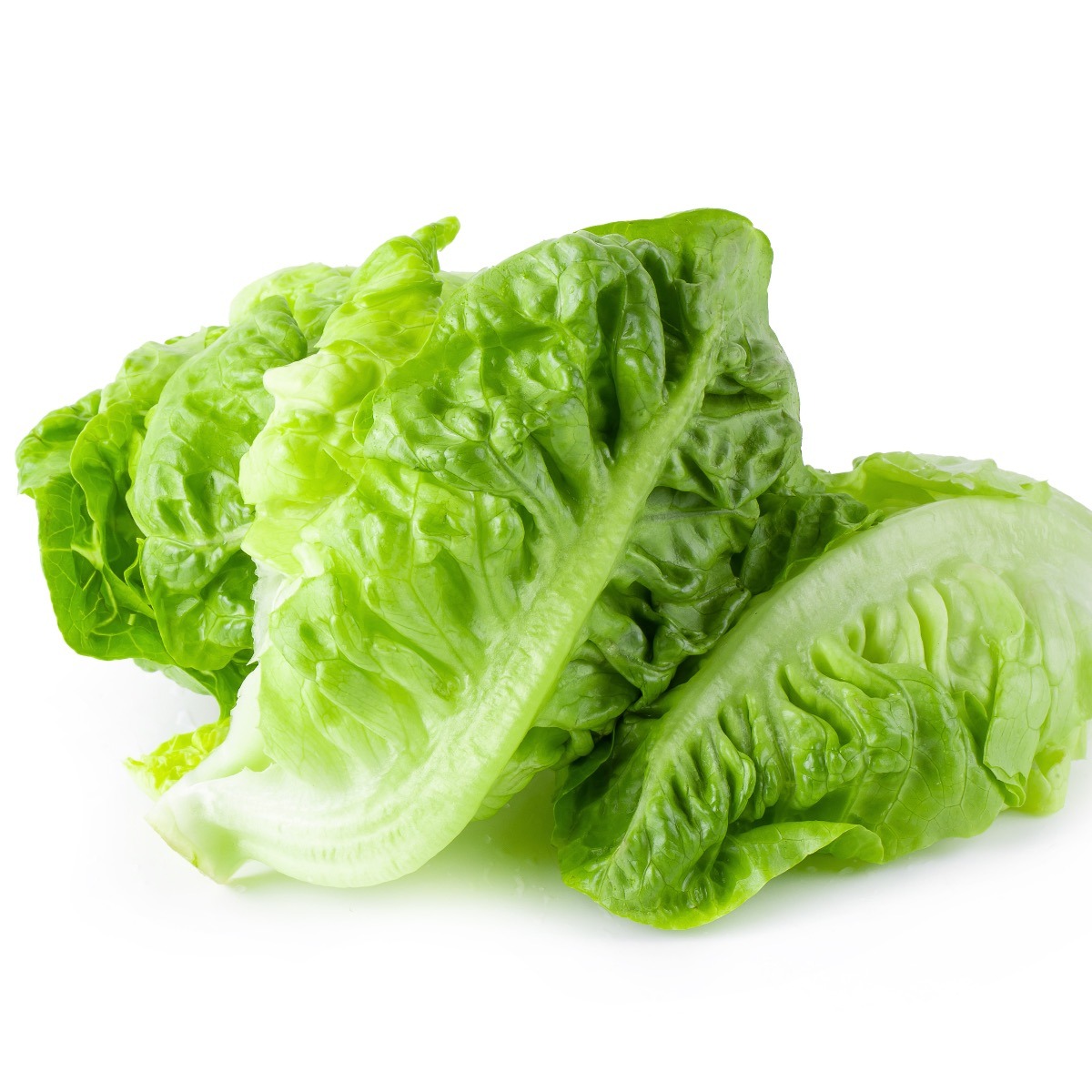 green leaf lettuce