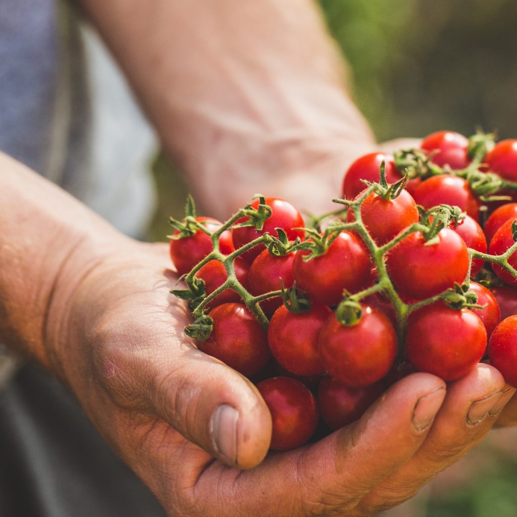 Cherry Tomatoes