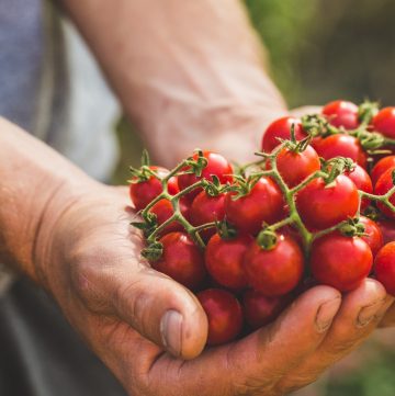 Cherry Tomatoes