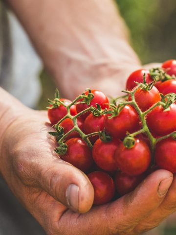 Cherry Tomatoes