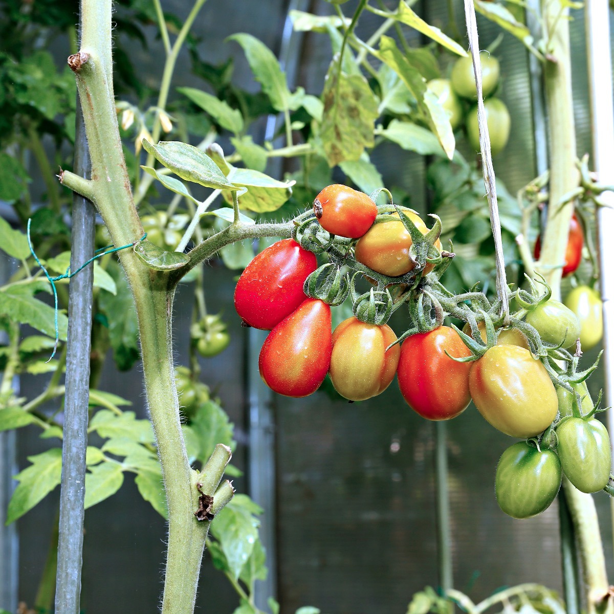 Hot House Tomatoes