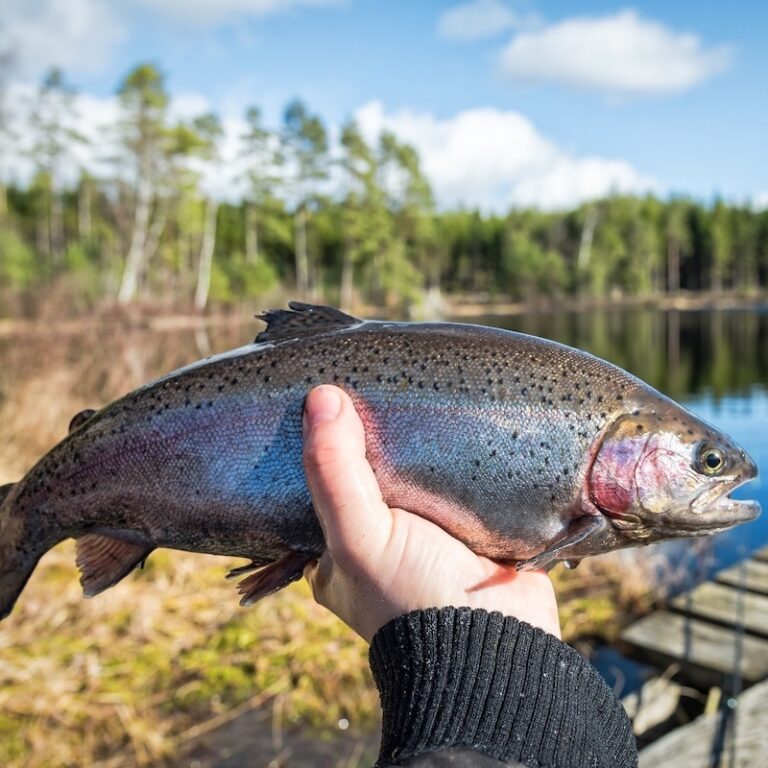 A hand holding up a just-caught rainbow trout