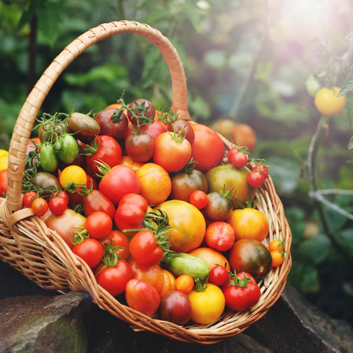 Tomato Varieties