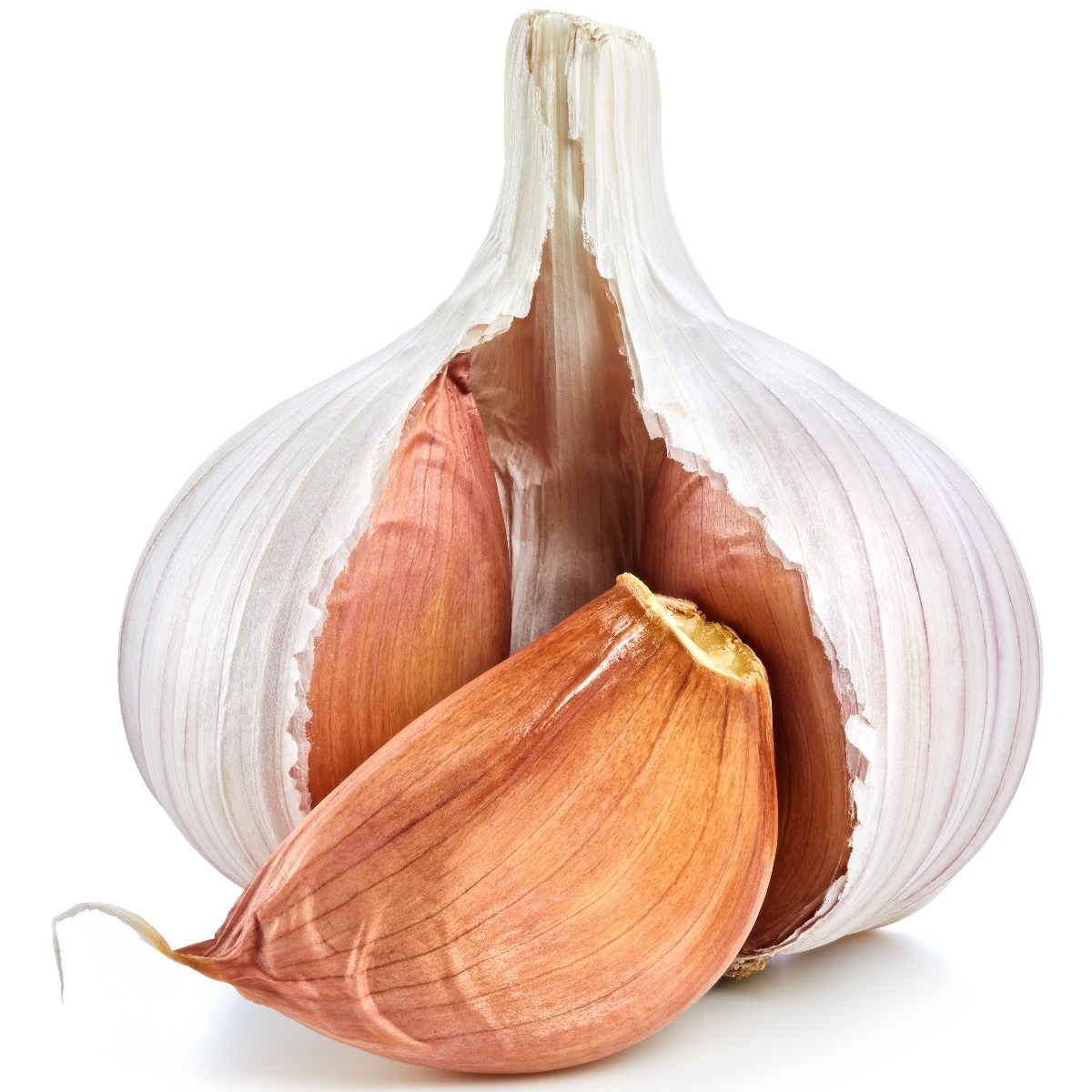 Garlic Bulb