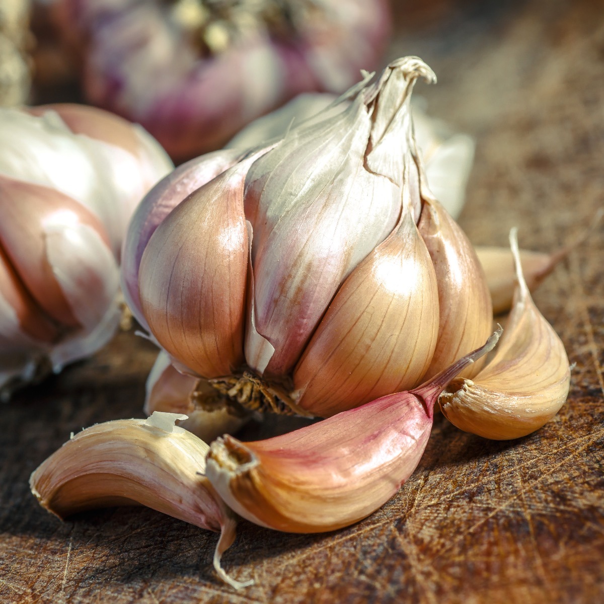 All About Garlic