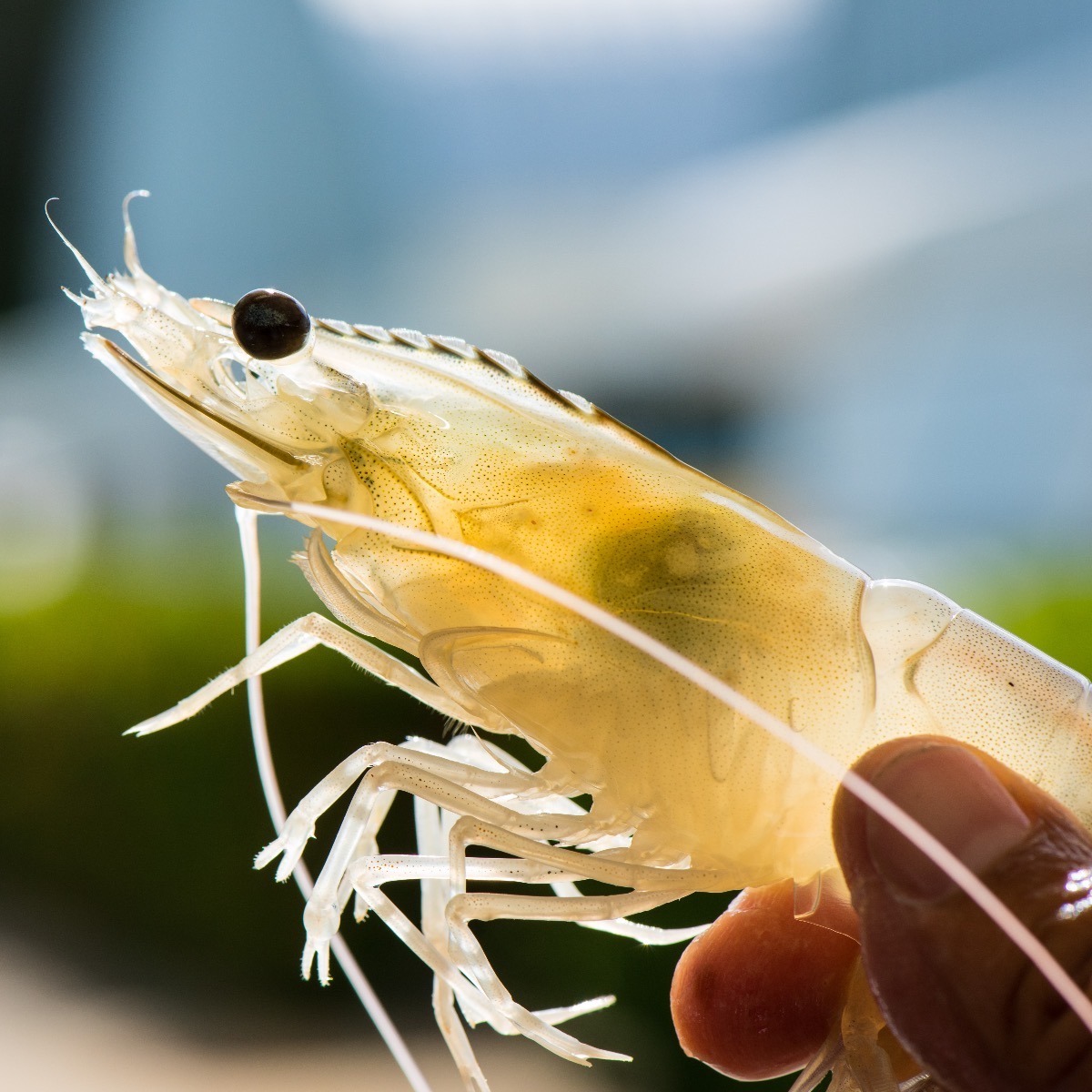 White Shrimp