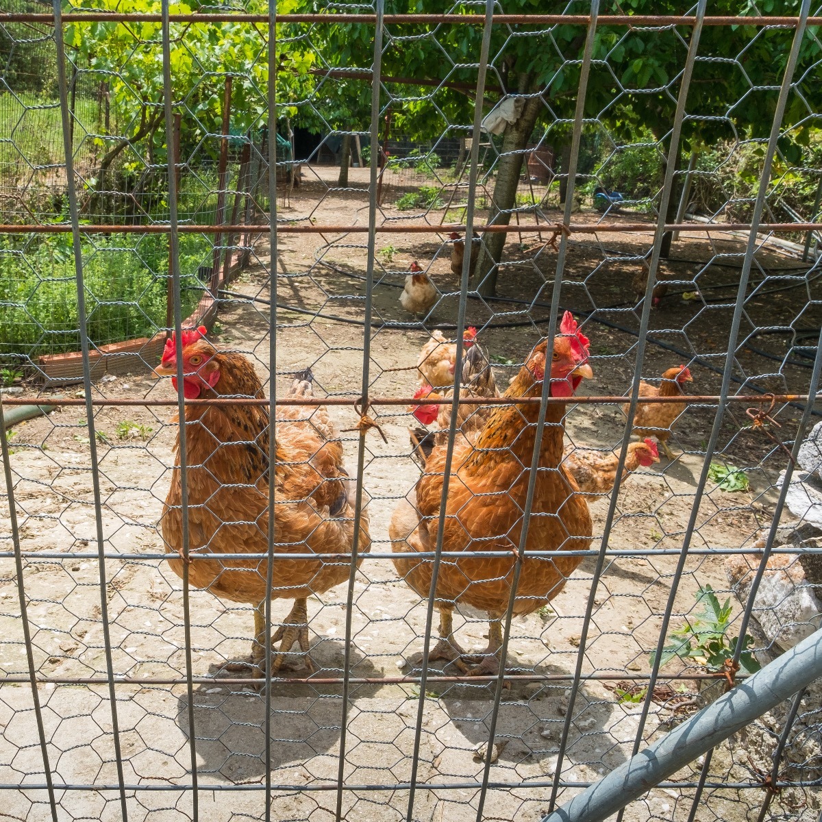 Chicken in Fenced In Enclosure