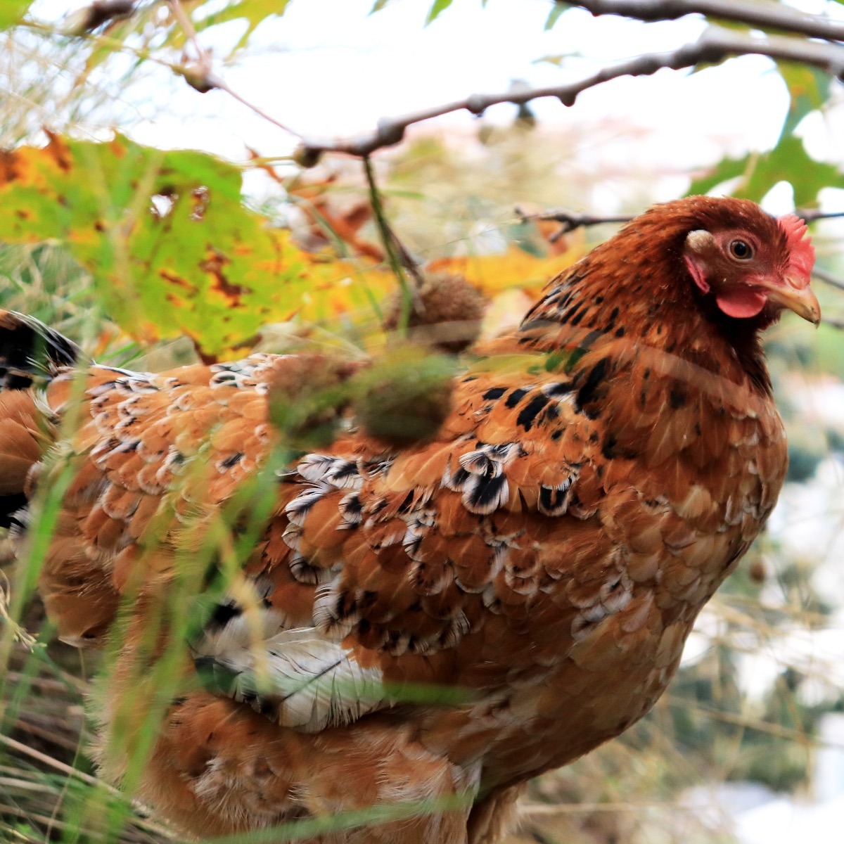 Chicken in a Tree