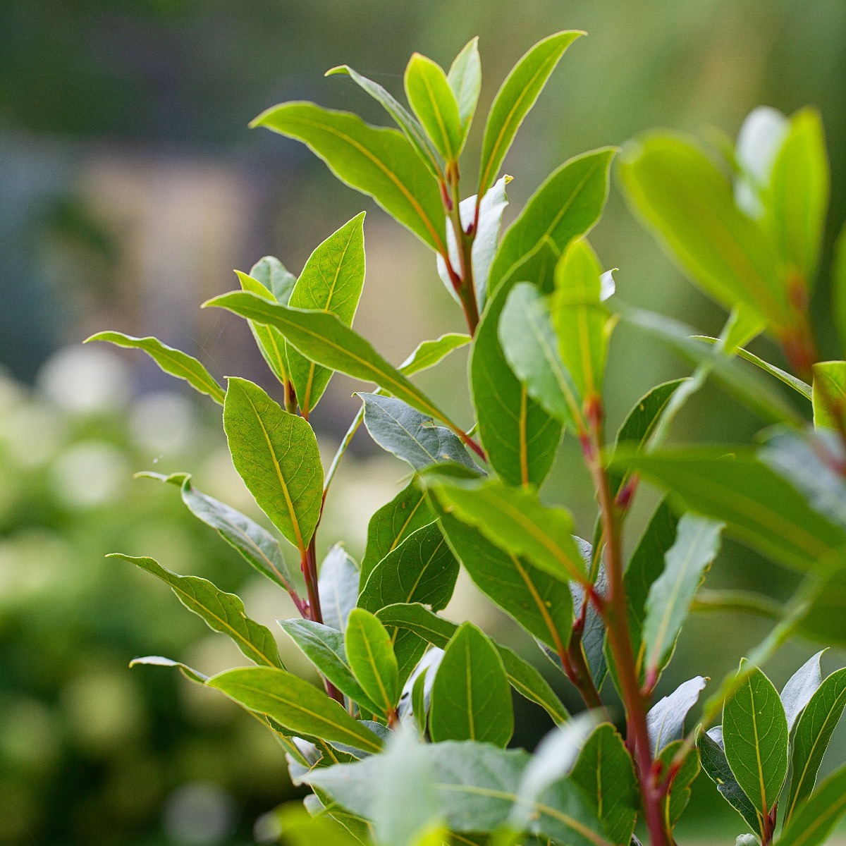 Fresh Bay Leaves