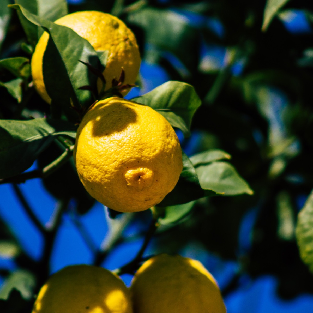 Lemon Tree