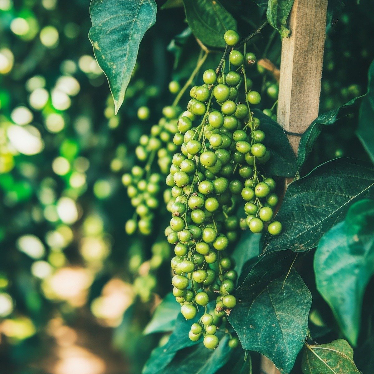 Peppercorn Plant