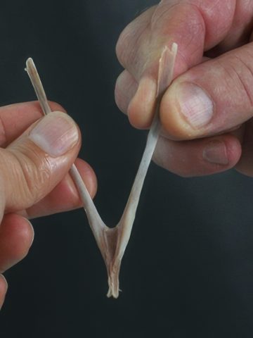 Breaking the Wishbone for Luck