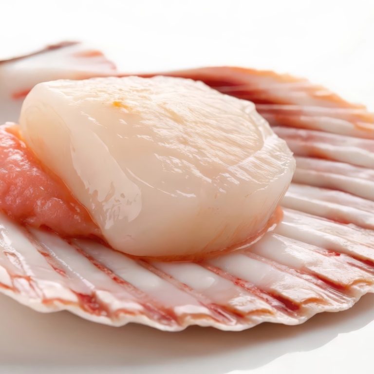 Single Scallop