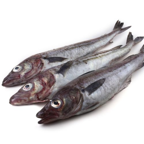 Pollock Fish